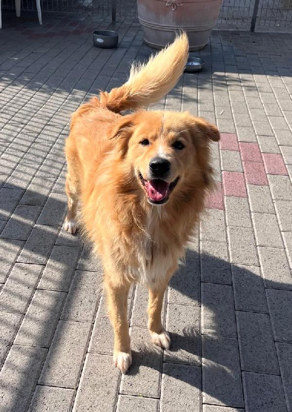 DIOR CAGNOLINO FULVO Foto 5